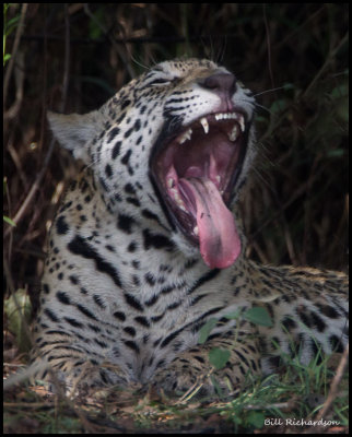 cub yawning.jpg