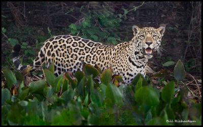 jaguar mother looking at me.jpg