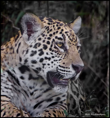 jaguar profile.jpg