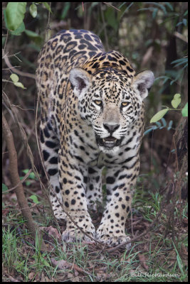 jaguar standing looking.jpg