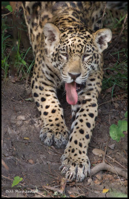 jaguar stretching.jpg