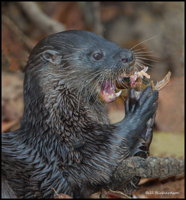 neotropical river otter eats fish.jpg