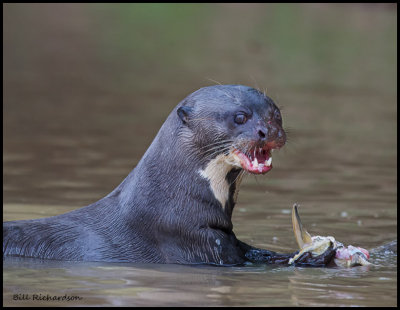 giant river otter eats fishshows teeth.jpg