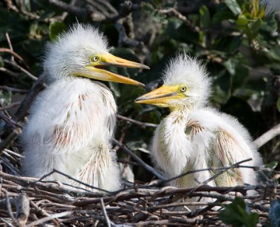 great egret chicks.jpg