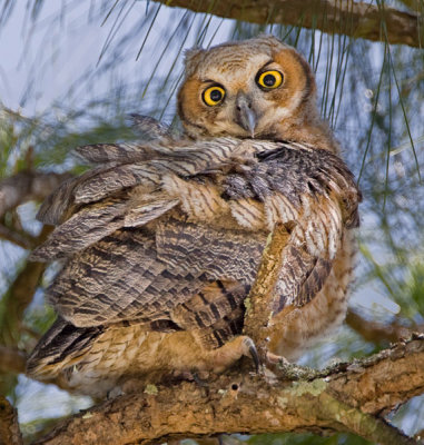 horned owl chick.jpg