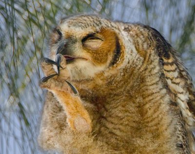 horned owl chick claws out.jpg