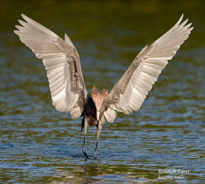 reddish egret hunting.jpg
