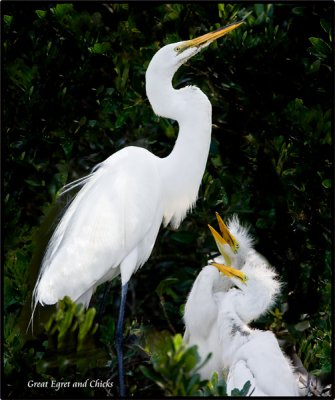 great egret and chicks .jpg