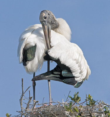 wood stork.jpg