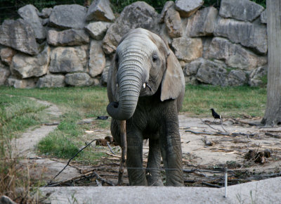 Tiergarten Schnbrunn