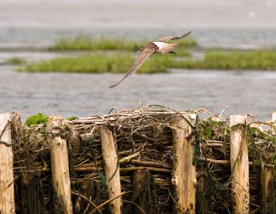 IMG_1824.jpg