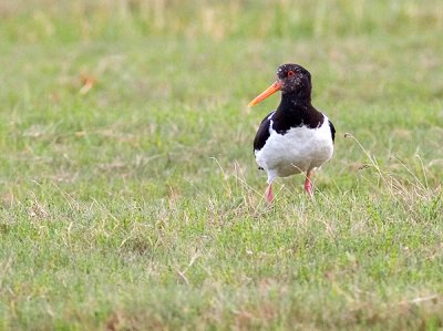 IMG_1921.jpg
