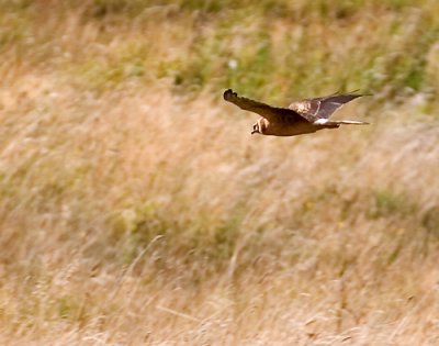 IMG_2140p.jpg