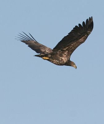 IMG_2502sv.jpg