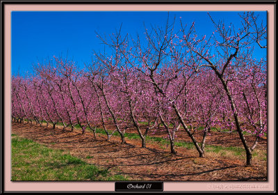 Orchard01-Px1.jpg