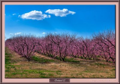 Orchard02-Px1.jpg