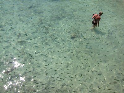 Palau Payar - you can see sharks around you