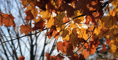 Sunlit Autumn Leaves