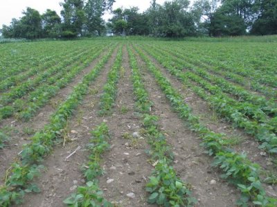  Food Plot - Soy Beans 1