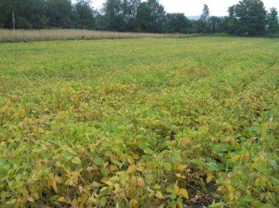  Food Plot - September Soy Beans 1