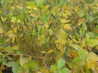  Food Plot - September Soy Beans  3