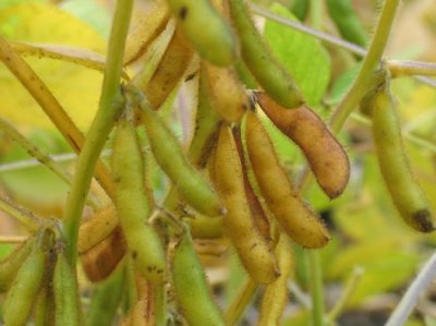  Food Plot - September Soy Beans  4
