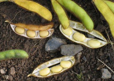  Food Plot - September Soy Beans  5