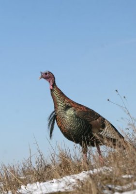 IMG_9455  AE.jpg  Wild Turkey