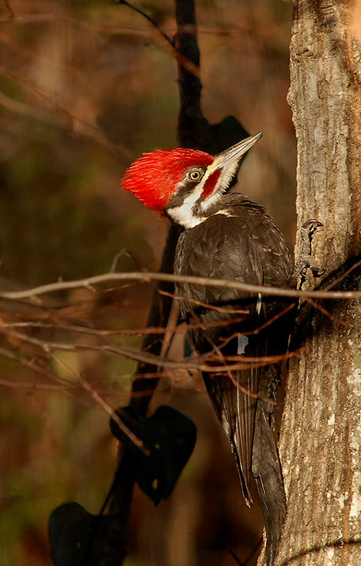 Adult Male