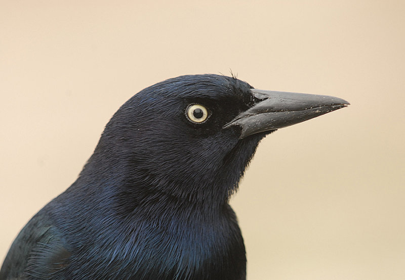 Boat-tailed Grackle