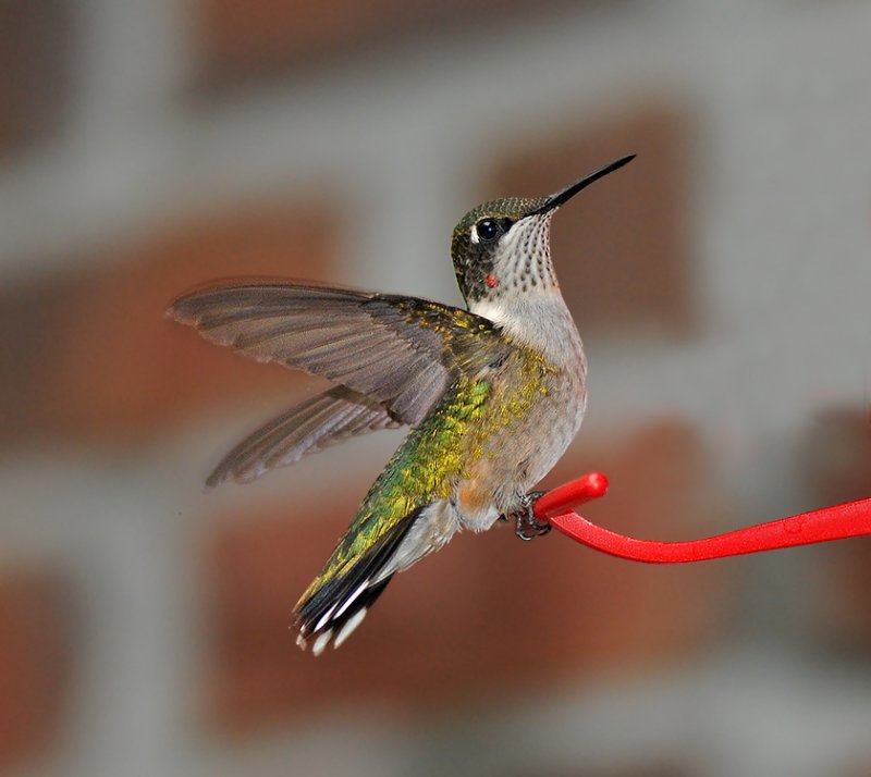 Ruby-throated Hummingbird