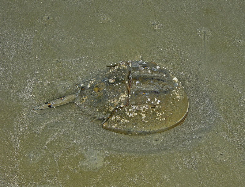 Atlantic Horsheshoe Crab