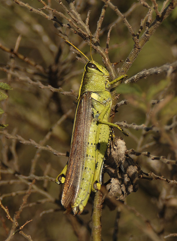 Obscure Bird Grasshopper