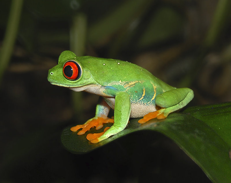 Red-eyed Tree Frog