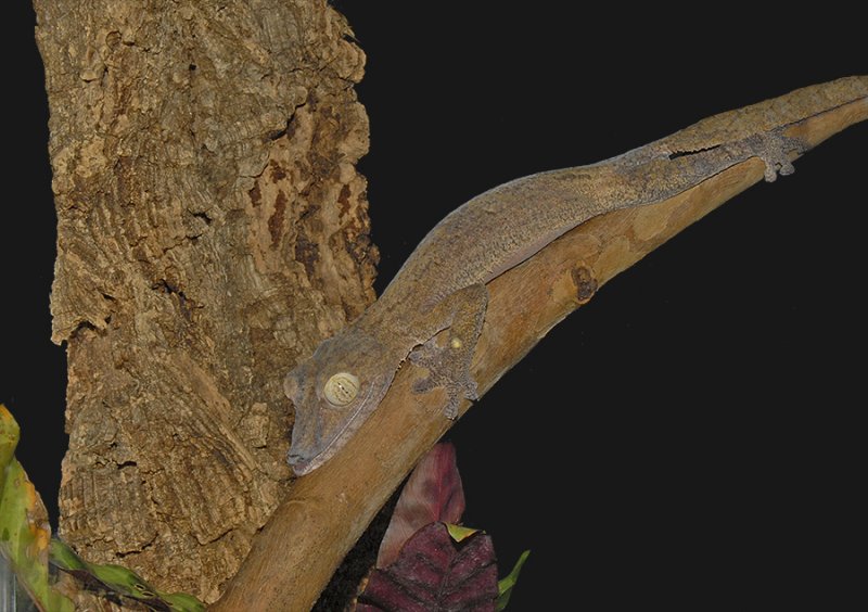 Giant Leaf-tailed Gecko