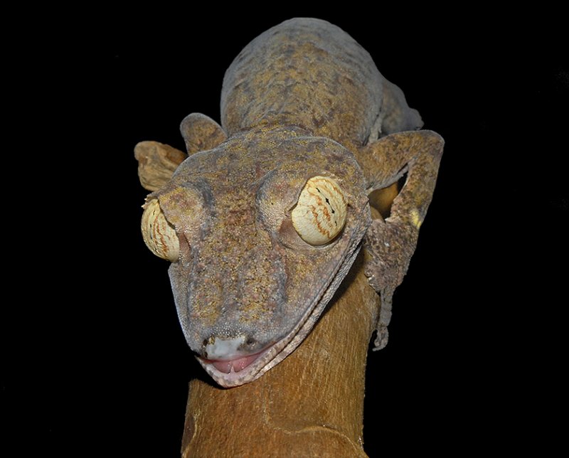 Giant Leaf-tailed Gecko