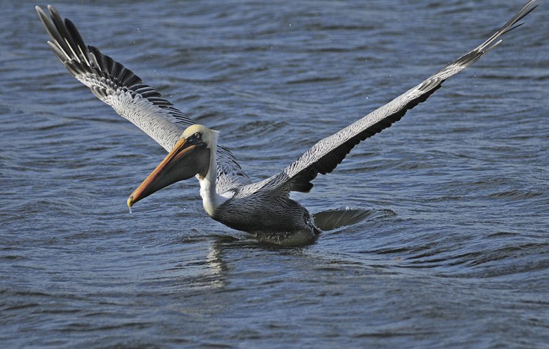 Brown Pelican