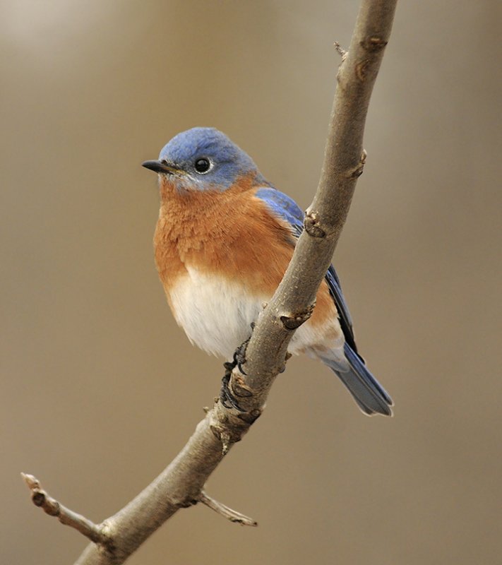 Eastern Bluebird