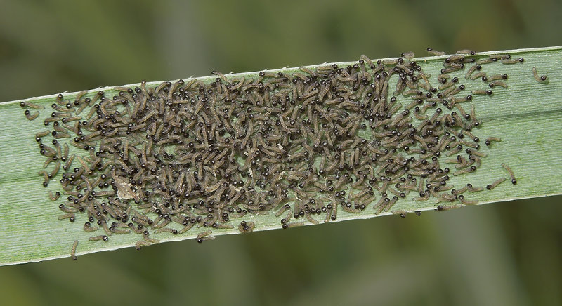 Large Yellow Underwing Moth Larvae (11003.1)