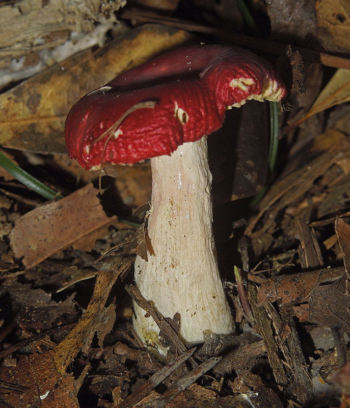 Red-capped Mushroom