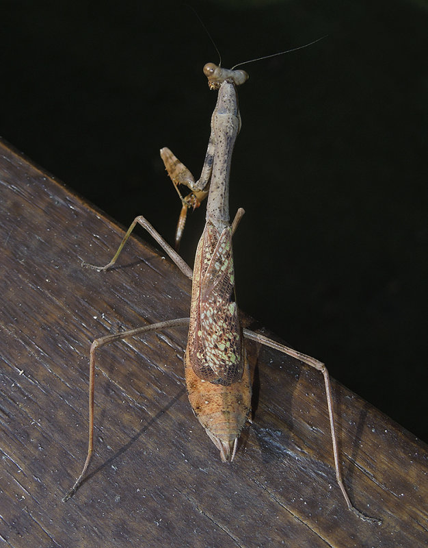 Carolina Mantid