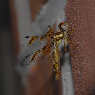Eastern Amberwing Female