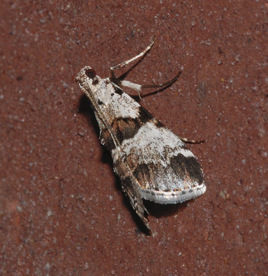 Watson's Tallula Moth (5592)