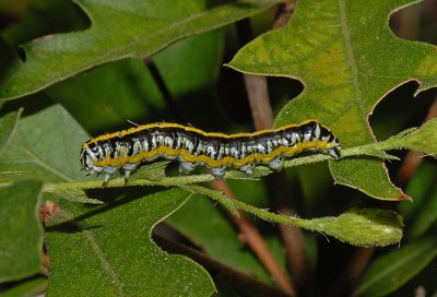 Cucullia Moth Caterpillar (10192)
