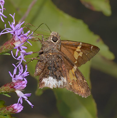 Hoary Edge Skipper