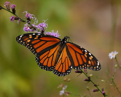 Monarch (Female)