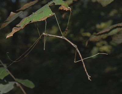 Northern Walkingstick