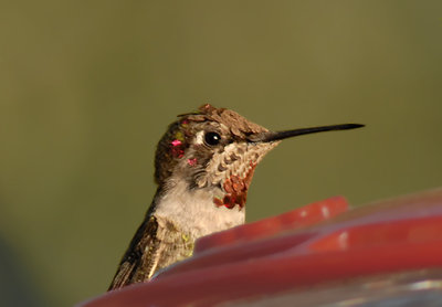 Broad-tailed Hummingbird