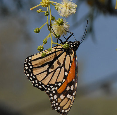 Monarch