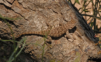 Arizona Reptiles
